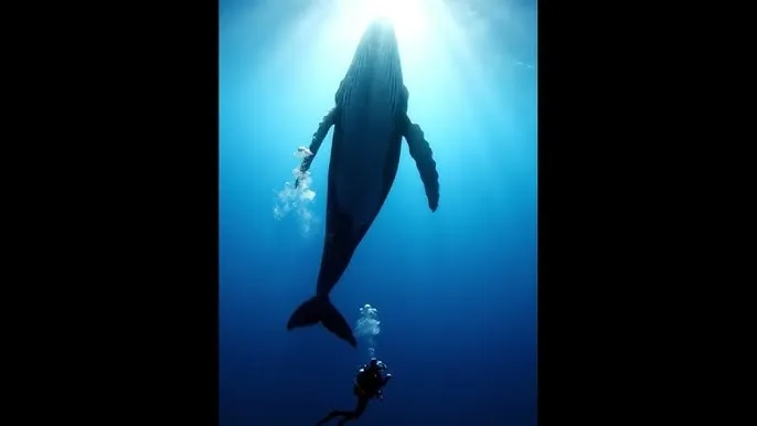 啦啦啦在线看免费观看大全 - 深蓝星球：探索海洋深处的未知世界